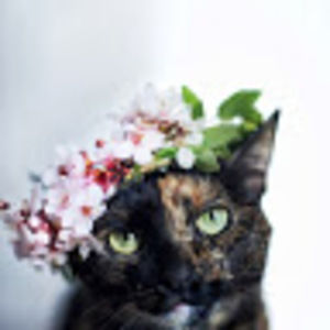 Meet your Posher, Vivicca